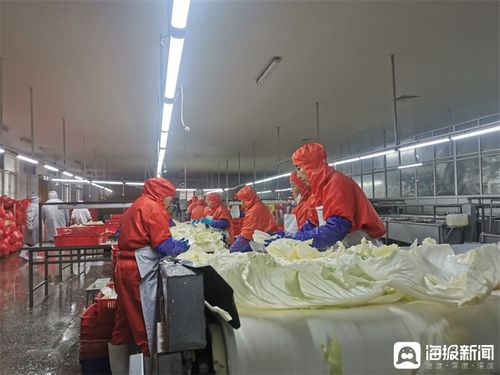 从农产品到品牌 胶州大白菜如何出圈与蔬菜干制品的加工